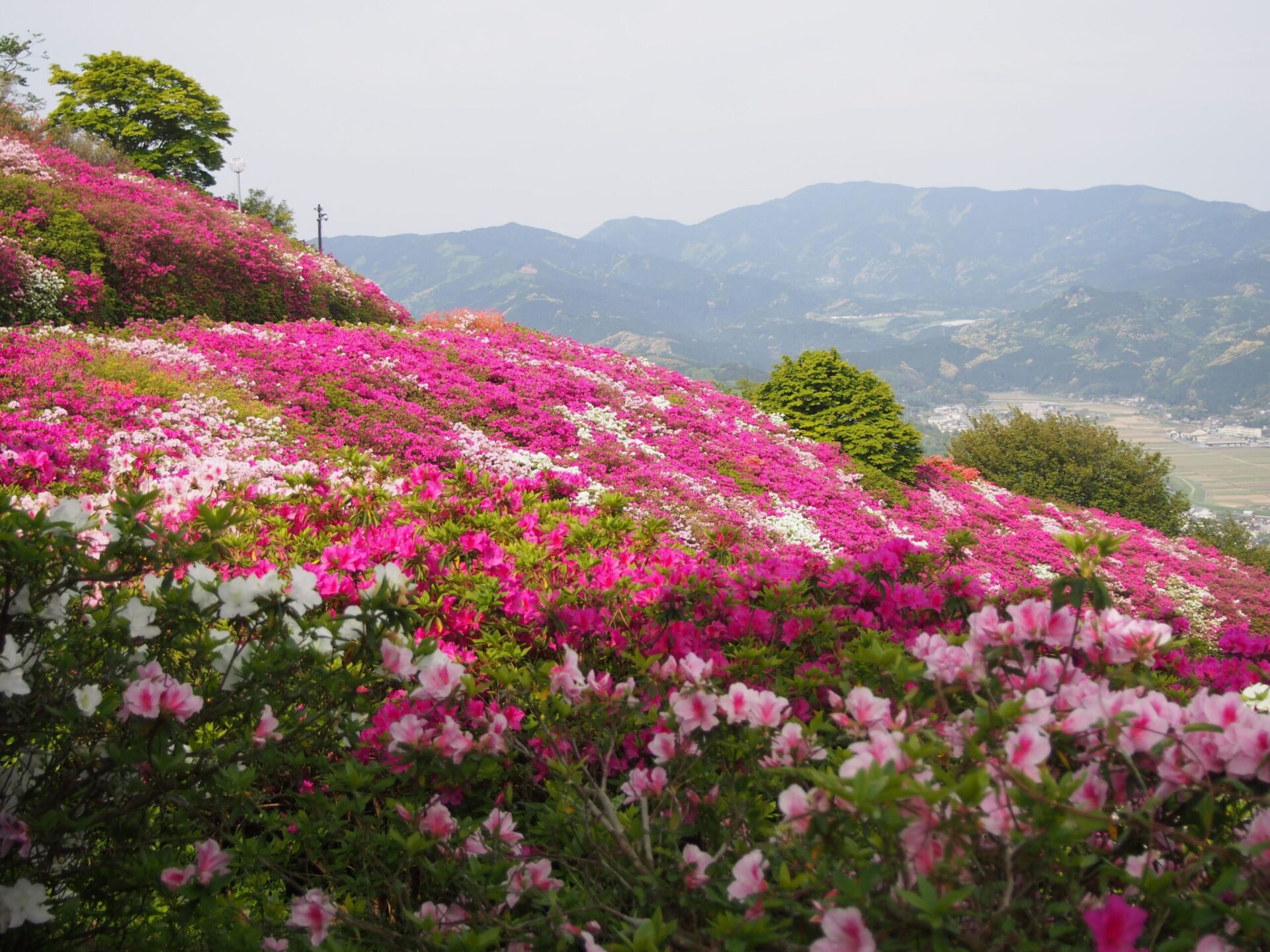 冨士山公園のツツジ_サムネイル画像