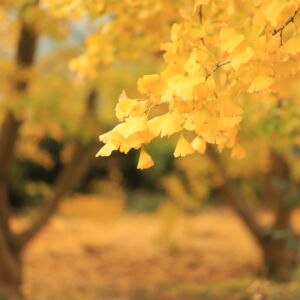 四国中央市土居町の銀杏（いちょう）サムネイル画像