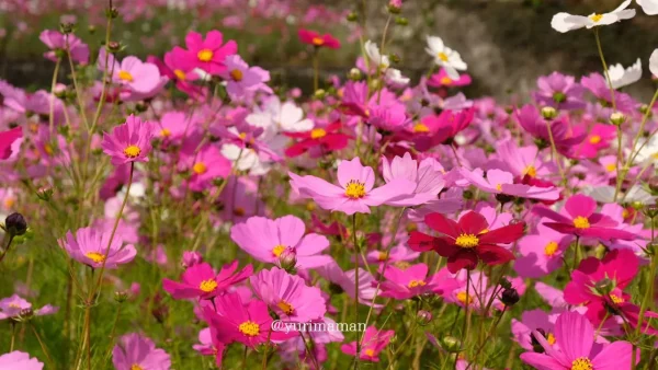 西条市の天川棚田に広がるコスモス畑 一面ピンクの花