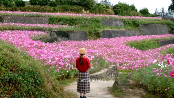 天川棚田のコスモス畑 段々畑の間の道を歩くとコスモスに囲まれてすごくきれい