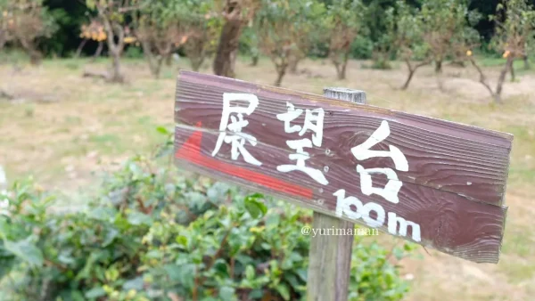 西条市天川棚田のコスモス畑の展望台