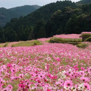 天川棚田コスモス畑（西条）サムネイル画像