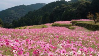 天川棚田コスモス畑（西条）サムネイル画像