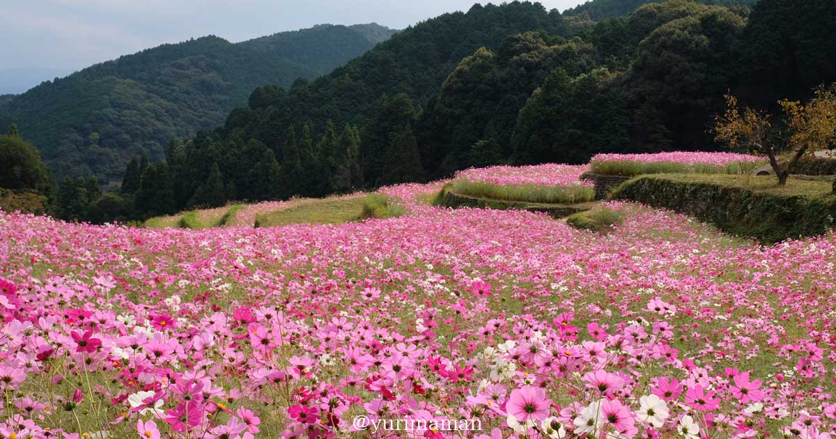 天川棚田コスモス畑（西条）サムネイル画像