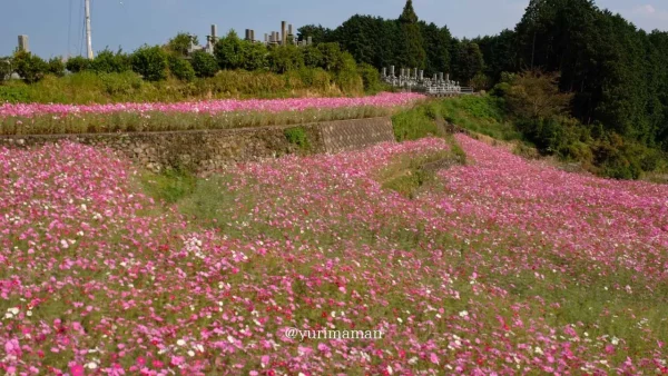 西条市の天川棚田に広がるコスモス畑 一面ピンクの花が段々に咲く秋の絶景1