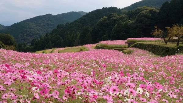西条市の天川棚田に広がるコスモス畑 一面ピンクの花が段々に咲く秋の絶景2