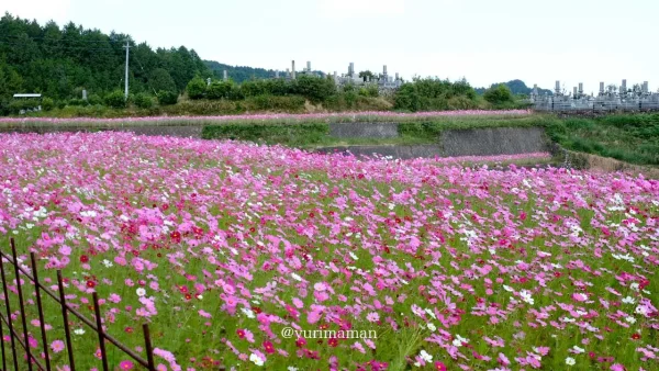 西条市の天川棚田に広がるコスモス畑 一面ピンクの花が段々に咲く秋の絶景3