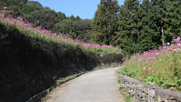 西条市天川棚田の第二棚田のコスモス畑に囲まれた道