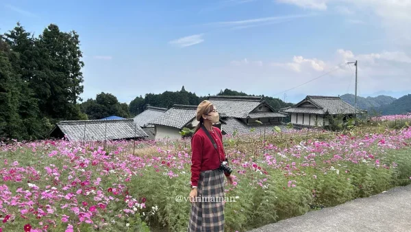 西条市天川棚田の第二棚田のコスモスの様子