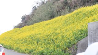 閏住地区の菜の花畑2020サムネイル画像