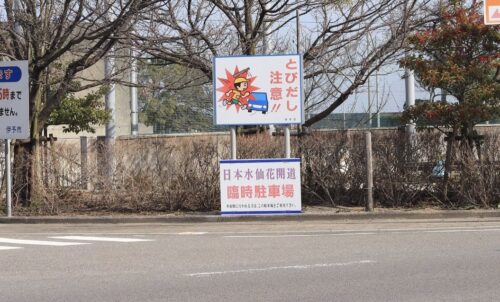 日本水仙花開道_駐車場1