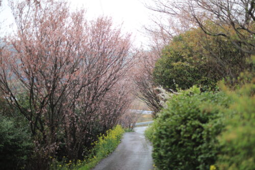 夢うらら周辺の桜1