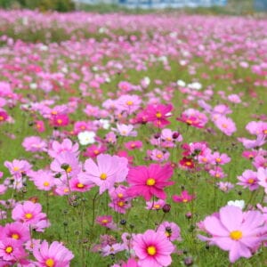 浅海原コスモス畑2020_アイキャッチ画像