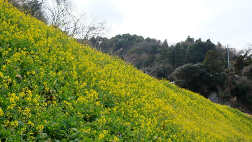 閏住地区の菜の花畑2021-3