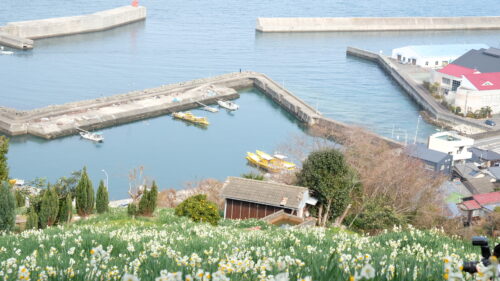 日本水仙花開道2021-6