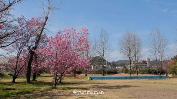 新居浜市 黒島海浜公園の風景 - ゆりママんブログ 新居浜市 黒島海浜公園の風景