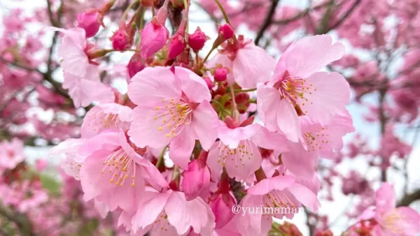 新居浜市 黒島海浜公園の陽光桜 - ゆりママんブログ 新居浜市 黒島海浜公園の陽光桜
