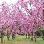 新居浜市 黒島海浜公園の陽光桜