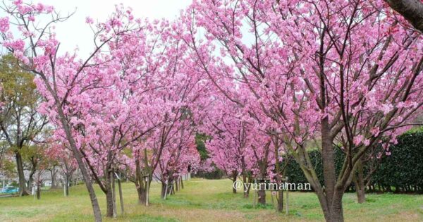 新居浜市 黒島海浜公園の陽光桜 - ゆりママんブログ 新居浜市 黒島海浜公園の陽光桜
