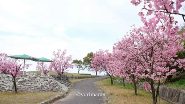 黒島海浜公園の陽光桜並木 - ゆりママんブログ 黒島海浜公園の陽光桜並木