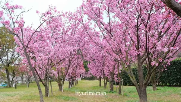 新居浜市 黒島海浜公園の陽光桜トンネル - ゆりママんブログ 新居浜市 黒島海浜公園の陽光桜トンネル