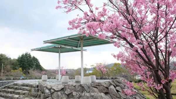 黒島海浜公園 海辺に咲く陽光桜1 - ゆりママんブログ 黒島海浜公園 海辺に咲く陽光桜