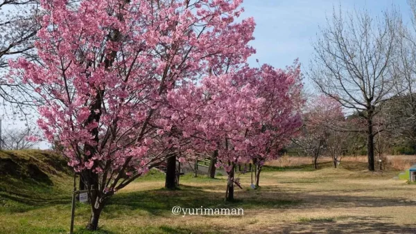 新居浜市 黒島海浜公園の風景 - ゆりママんブログ 新居浜市 黒島海浜公園の風景