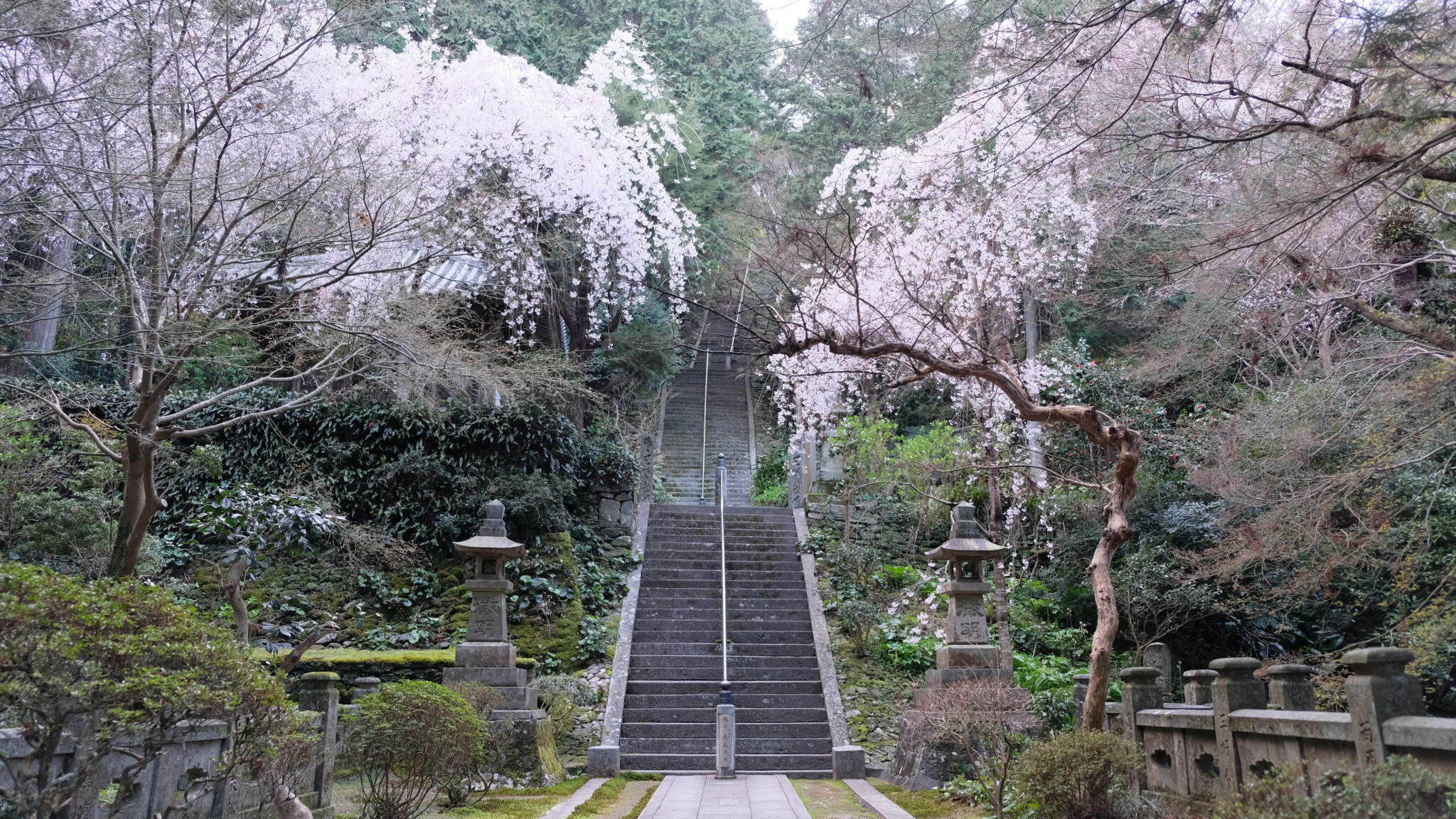 新長谷寺の桜2021_アイキャッチ画像
