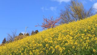 佐礼谷「犬寄峠の黄色い丘」の菜の花2021アイキャッチ画像