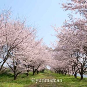 ふれあい桜公園_西条市のお花見スポット_サムネイル画像