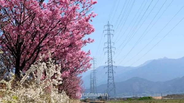 西条市 北条新田の桜並木 川沿いに続く陽光桜3 - ゆりママんブログ 西条市 北条新田の桜並木 川沿いに続く陽光桜3
