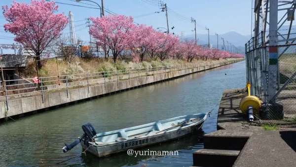 西条市 北条新田の桜並木 川沿いに続く陽光桜2 - ゆりママんブログ 西条市 北条新田の桜並木 川沿いに続く陽光桜2