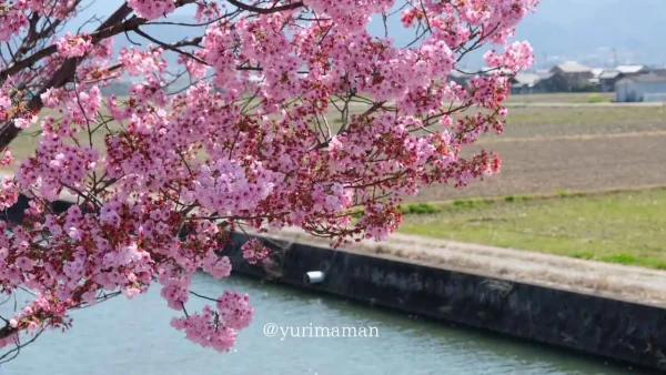 西条市 北条新田の桜並木 川沿いに続く陽光桜4 - ゆりママんブログ 西条市 北条新田の桜並木 川沿いに続く陽光桜4