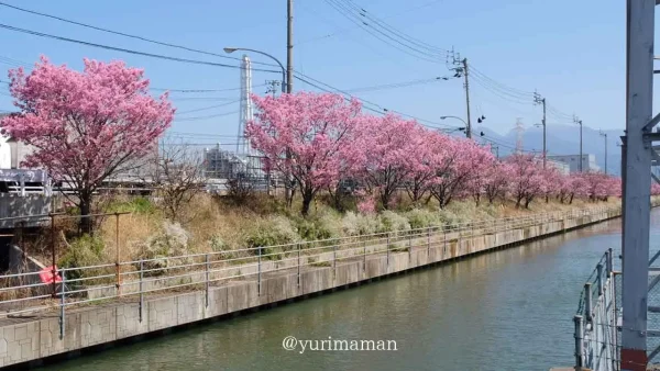 西条市 北条新田の桜並木 川沿いに続く陽光桜 - ゆりママんブログ 西条市 北条新田の桜並木 川沿いに続く陽光桜