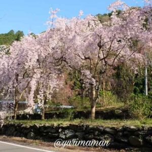 四国中央市の桜の名所「新長谷寺」の桜_サムネイル画像