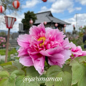 法安寺の牡丹の花（西条市）サムネイル画像