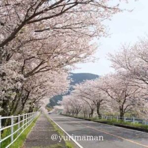 西条市のJR石鎚山駅周辺の桜_サムネイル画像