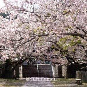 西条市丹原町のお花見スポット「久妙寺」の桜_サムネイル画像