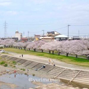 新居浜市のお花見スポット国領川緑地の桜_サムネイル画像