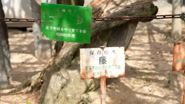 西条の藤棚スポット～藤森荒魂神社の藤棚