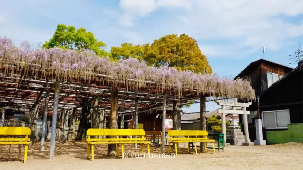 西条の藤棚スポット~藤森荒魂神社の藤棚と黄色いベンチのある風景2 - ゆりママんブログ 西条の藤棚スポット~藤森荒魂神社の藤棚と黄色いベンチのある風景2