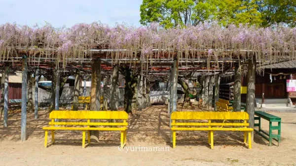 西条の藤棚スポット~藤森荒魂神社の藤棚と黄色いベンチのある風景 - ゆりママんブログ 西条の藤棚スポット~藤森荒魂神社の藤棚と黄色いベンチのある風景