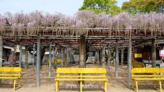 西条市の藤の花スポット「藤森荒魂神社」サムネイル画像 - ゆりママんブログ 西条市の藤の花スポット「藤森荒魂神社」サムネイル画像