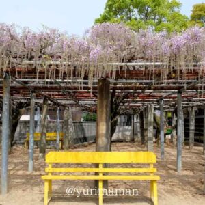 西条市の藤の花スポット「藤森荒魂神社」サムネイル画像