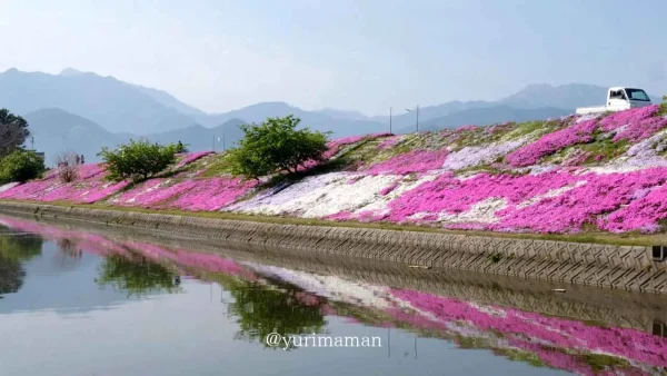 西条市「禎瑞の芝桜」カラフルに彩られるスポット2
