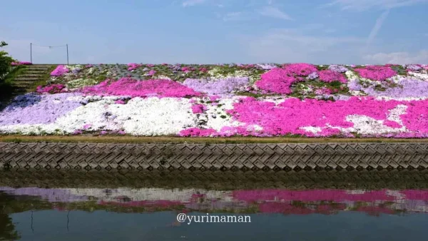 西条市「禎瑞の芝桜」カラフルに彩られるスポット3