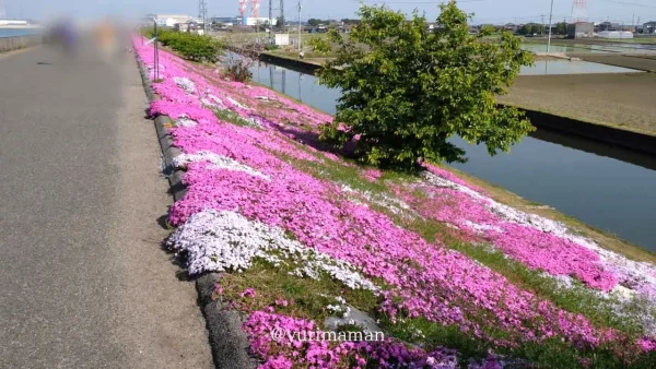 西条市「禎瑞の芝桜」カラフルに彩られるスポット5