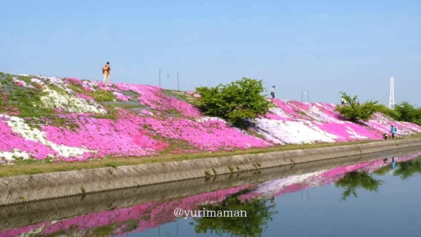 西条市「禎瑞の芝桜」カラフルに彩られるスポット4