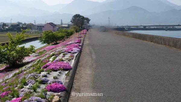 西条市「禎瑞の芝桜」駐車場はありません