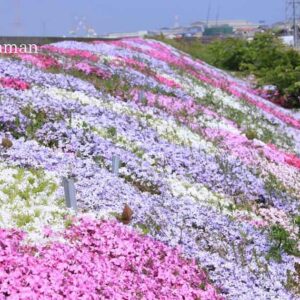 西条市「禎瑞の芝桜」サムネイル画像